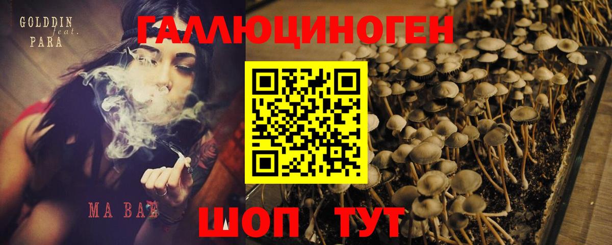 Гатчина  Галлюциногенные грибы мицелий  Псилоцибиновые грибы GOLDEN TEACHER  Вход с VPN 